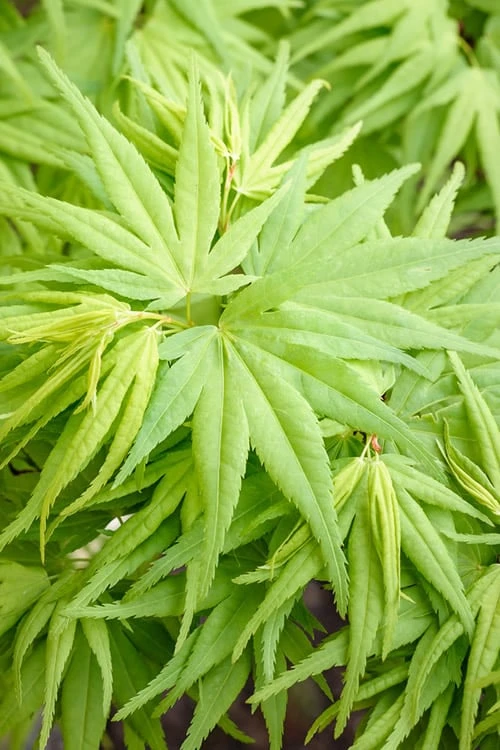 Mikawa Yatsubusa Japanese Maple - 5 Gallon Pot - Image 5