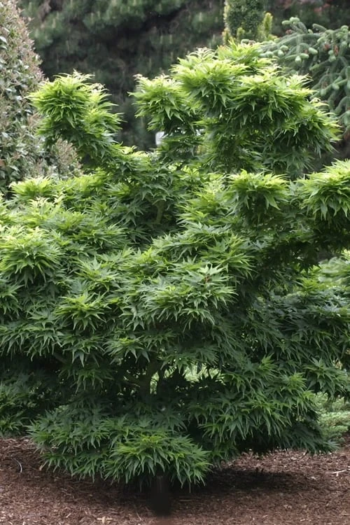 Mikawa Yatsubusa Japanese Maple - 5 Gallon Pot - Image 6