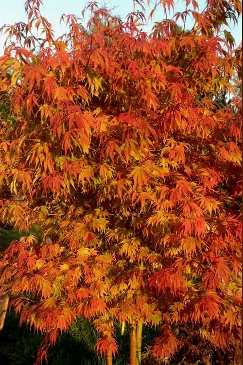 Orange Flame Japanese Maple - 2 Gallon Pot - Image 4