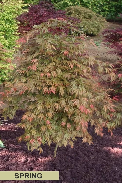 Orange Flame Japanese Maple - 2 Gallon Pot - Image 6