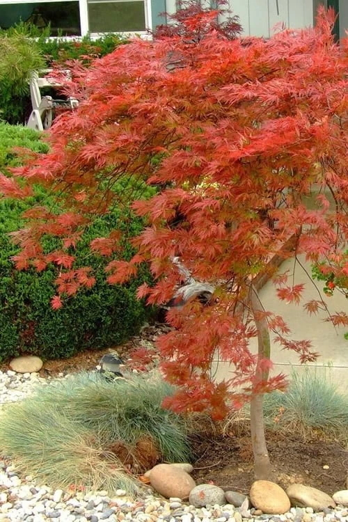 Orangeola Weeping Japanese Maple - 1 Gallon Pot - Image 5