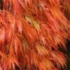 Orangeola Weeping Japanese Maple - 3 Gallon Pot (2-3')