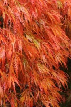 Orangeola Weeping Japanese Maple - 2 Gallon Pot