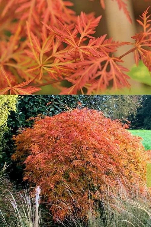 Orangeola Weeping Japanese Maple - 3 Gallon Pot (2-3') - Image 4