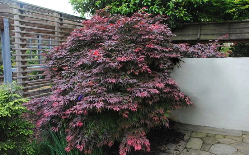 Oregon Sunset Japanese Maple - Acer Palmatum - 1 Gallon Pot - Image 6