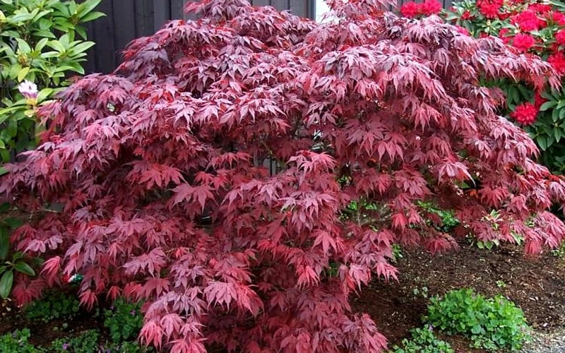 Oregon Sunset Japanese Maple - Acer Palmatum - 1 Gallon Pot - Image 4