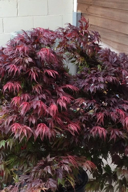 Oregon Sunset Japanese Maple - Acer Palmatum - 1 Gallon Pot - Image 7