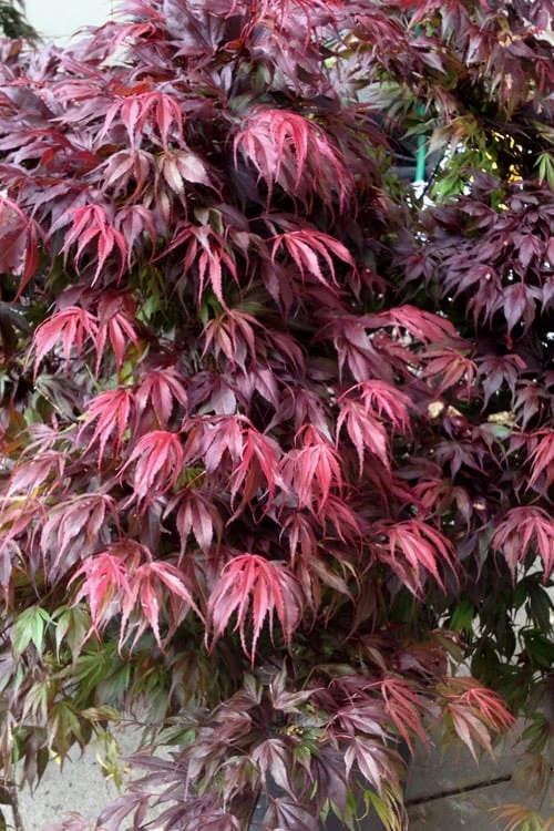 Oregon Sunset Japanese Maple - Acer Palmatum - 1 Gallon Pot