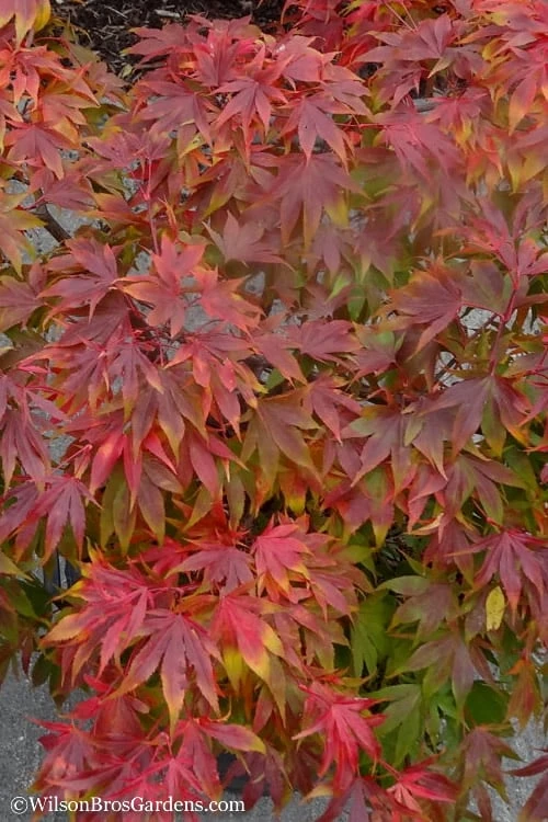 Oregon Sunset Japanese Maple (Acer Palmatum) - 3 Gallon Pot - Image 5