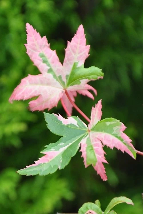 Orido Nishiki Pink Variegated Japanese Maple - 5 Gallon Pot - Image 4