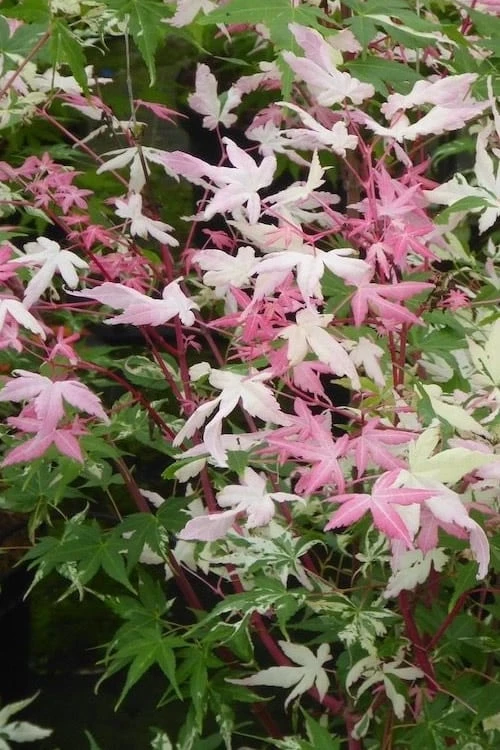 Orido Nishiki Pink Variegated Japanese Maple - 5 Gallon Pot - Image 5