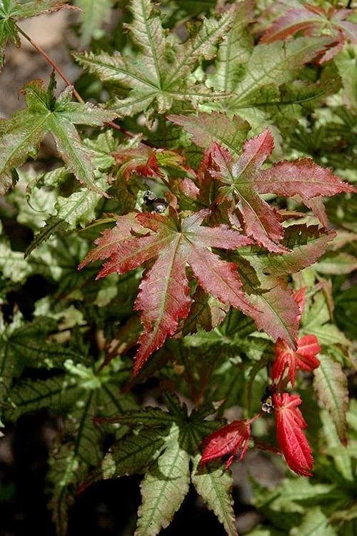 Peaches And Cream Japanese Maple - 2 Gallon Pot - Image 6