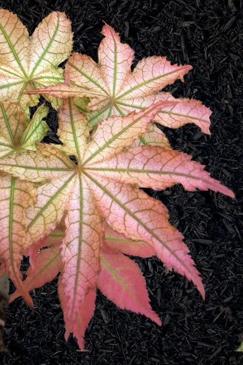 Peaches And Cream Japanese Maple - 5 Gallon Pot