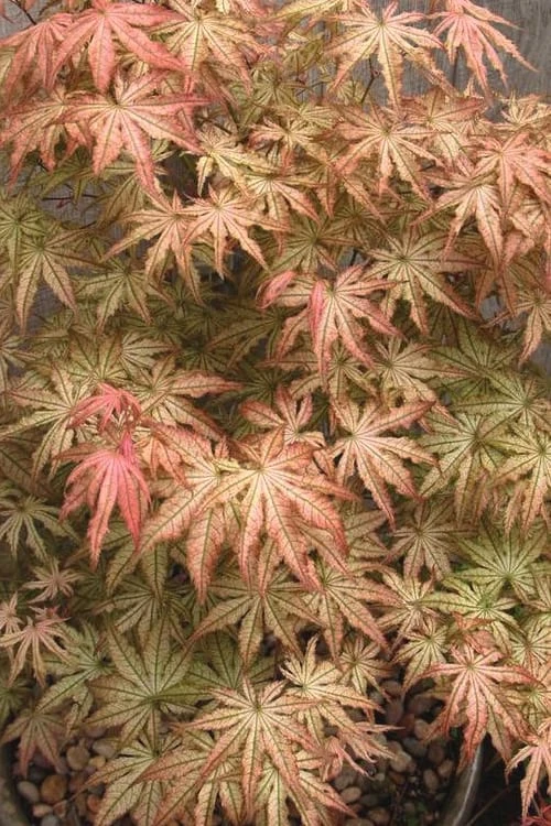 Peaches And Cream Japanese Maple - 2 Gallon Pot - Image 5