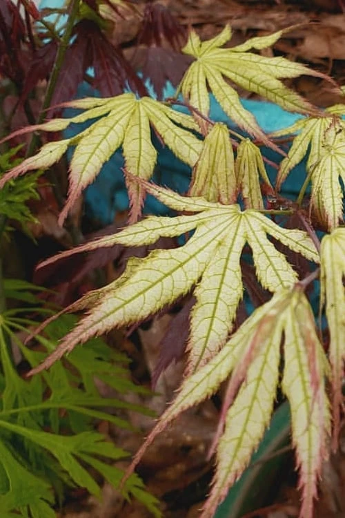 Peaches And Cream Japanese Maple - 1 Gallon Pot - Image 8