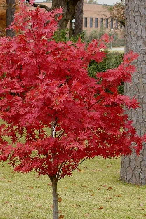 Pixie Dwarf Red Japanese Maple - 2 Gallon Pot - Image 6