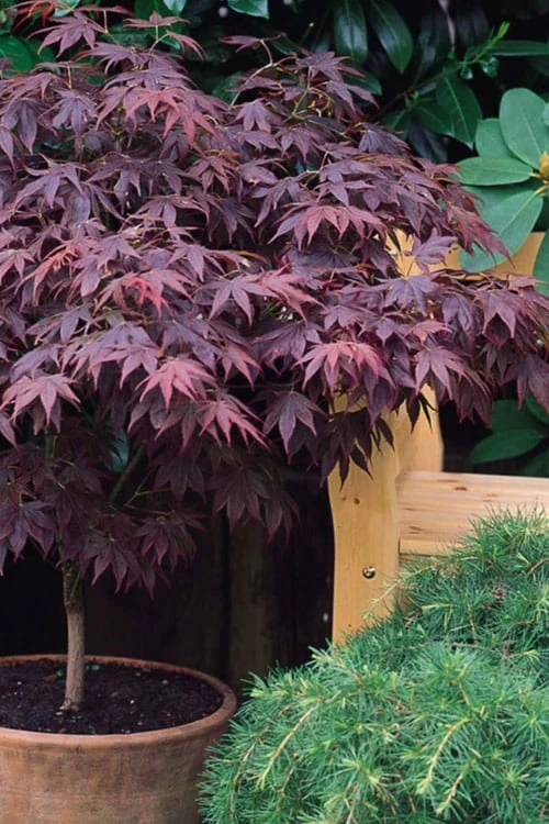 Pixie Dwarf Red Japanese Maple - 2 Gallon Pot - Image 5