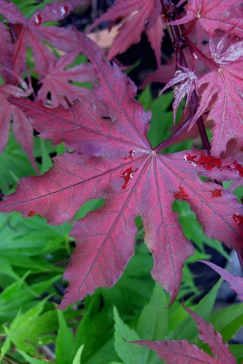 Purple Ghost Japanese Maple - 5 Gallon Pot
