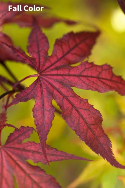 Purple Ghost Japanese Maple - 5 Gallon Pot - Image 4