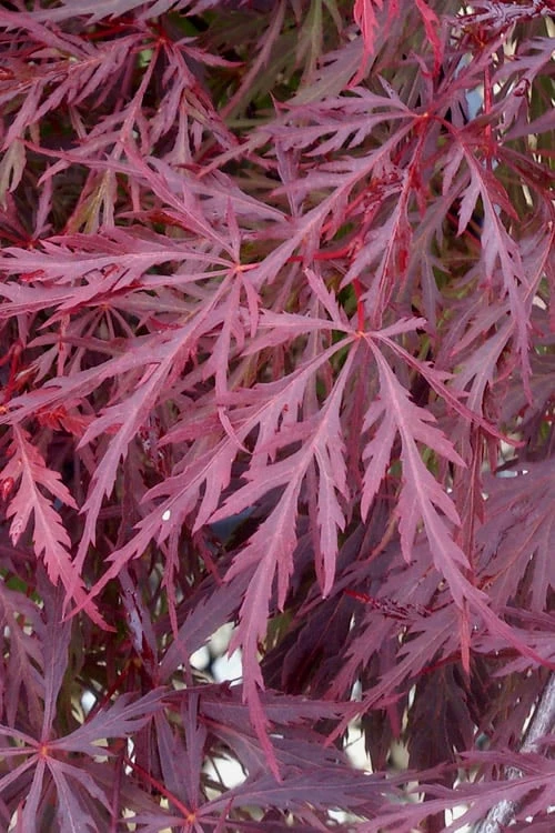 Red Dragon Dwarf Japanese Maple - 5 Gallon Pot - Image 6