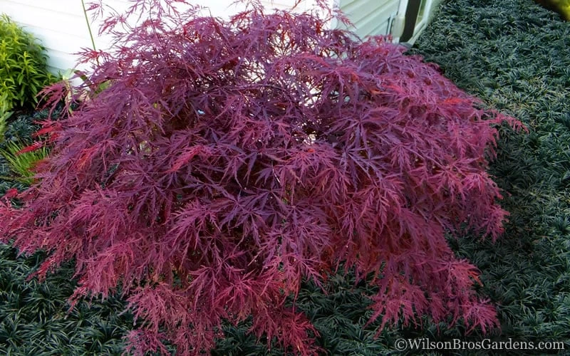 Red Dragon Dwarf Japanese Maple - 5 Gallon Pot - Image 4