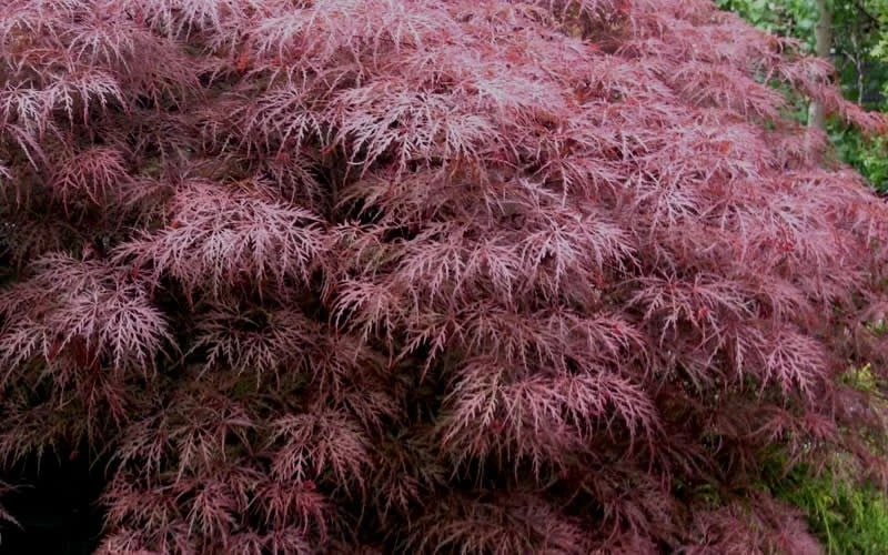 Red Dragon Dwarf Japanese Maple - 5 Gallon Pot - Image 7