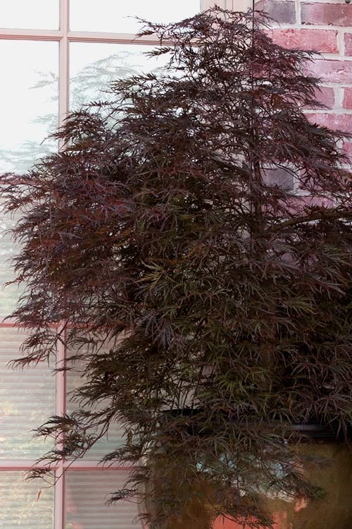 Red Select Laceleaf Japanese Maple - 3 Gallon Pot - Image 6