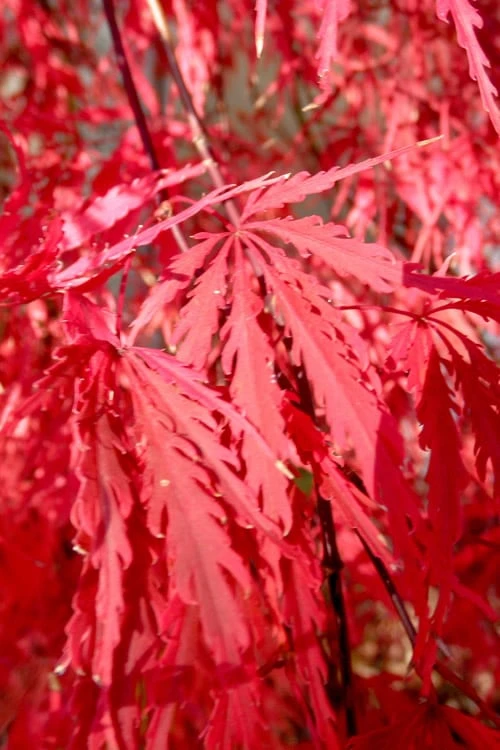 Red Select Laceleaf Japanese Maple - 3 Gallon Pot - Image 4