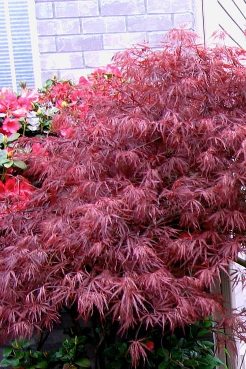 Red Select Laceleaf Japanese Maple - 3 Gallon Pot - Image 5