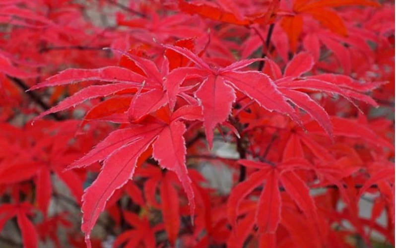 Shirazz Japanese Maple - 5 Gallon Pot (2-3') - Image 7