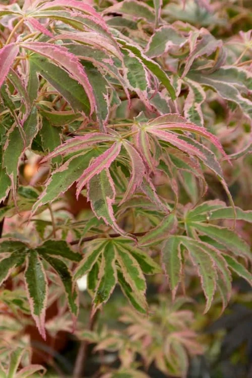 Shirazz Japanese Maple - 5 Gallon Pot (4-5') - Image 6