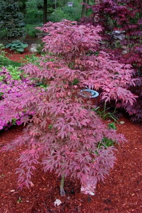 Shirazz Japanese Maple - 5 Gallon Pot (2-3') - Image 4