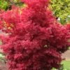 Skeeter's Broom Japanese Maple - 1 Gallon Pot