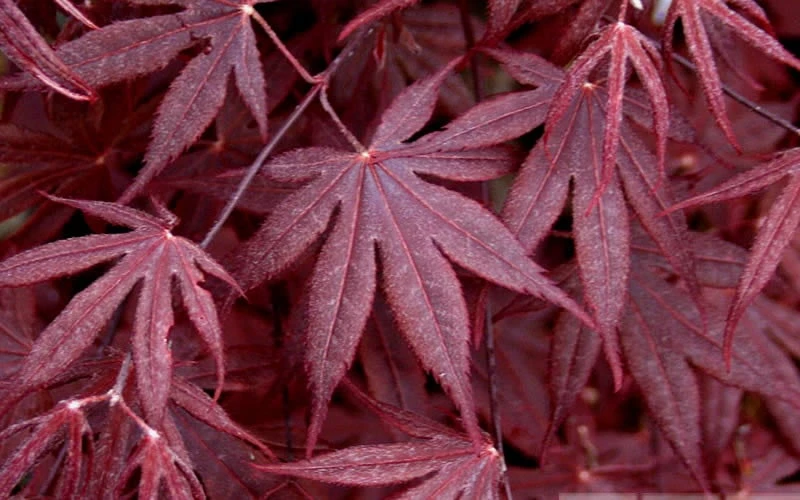 Bloodgood Red Leaf Japanese Maple - 1 Gallon Pot - Image 4