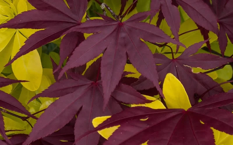 Bloodgood Red Leaf Japanese Maple - 1 Gallon Pot - Image 5