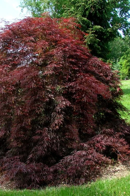 Tamukeyama Dwarf Red Japanese Maple - 5 Gallon Pot - Image 5