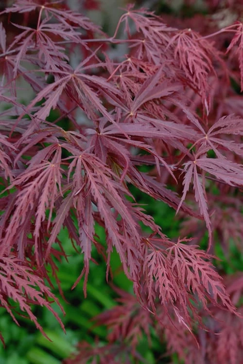Tamukeyama Dwarf Red Japanese Maple - 5 Gallon Pot - Image 6