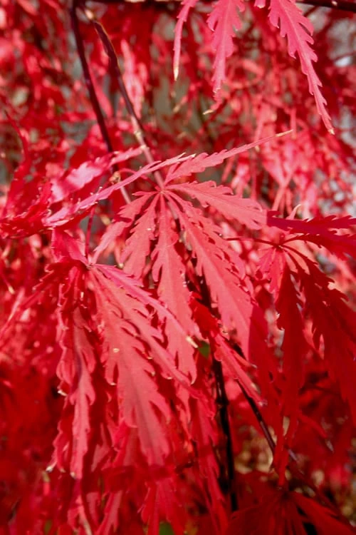 Tamukeyama Dwarf Red Japanese Maple - 5 Gallon Pot - Image 7
