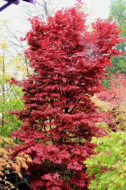 Twombly's Red Sentinel Japanese Maple - 3 Gallon Pot