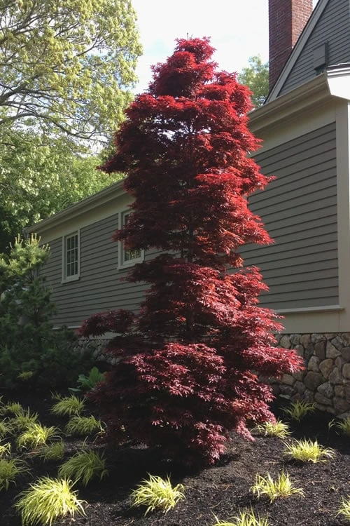 Twombly's Red Sentinel Japanese Maple - 5 Gallon Pot (4-5') - Image 4