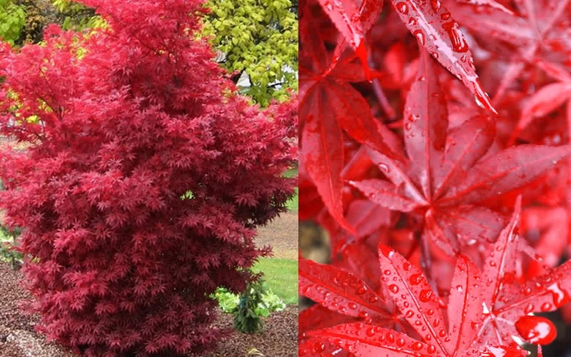 Twombly's Red Sentinel Japanese Maple - 5 Gallon Pot (4-5') - Image 7