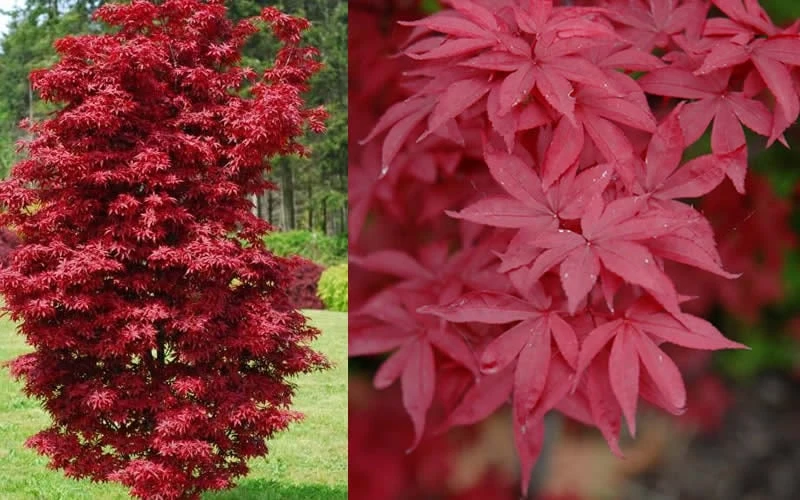 Twombly's Red Sentinel Japanese Maple - 5 Gallon Pot (4-5') - Image 5
