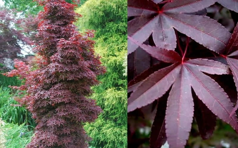 Twombly's Red Sentinel Japanese Maple - 5 Gallon Pot (4-5') - Image 6