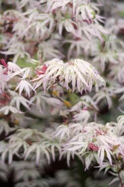 Ukigumo Floating Cloud Ghost Japanese Maple - 7 Gallon Pot