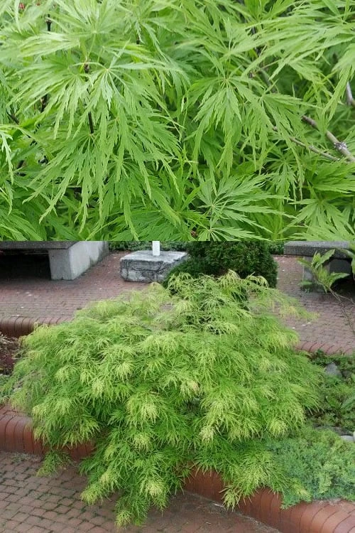 Viridis Dwarf Green Japanese Maple - 2 Gallon Pot - Image 4