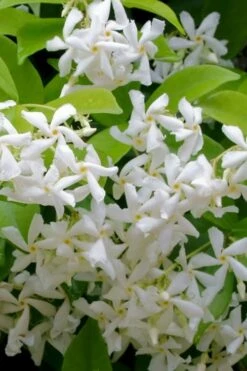 Madison Confederate Jasmine - 2 Gallon Pot