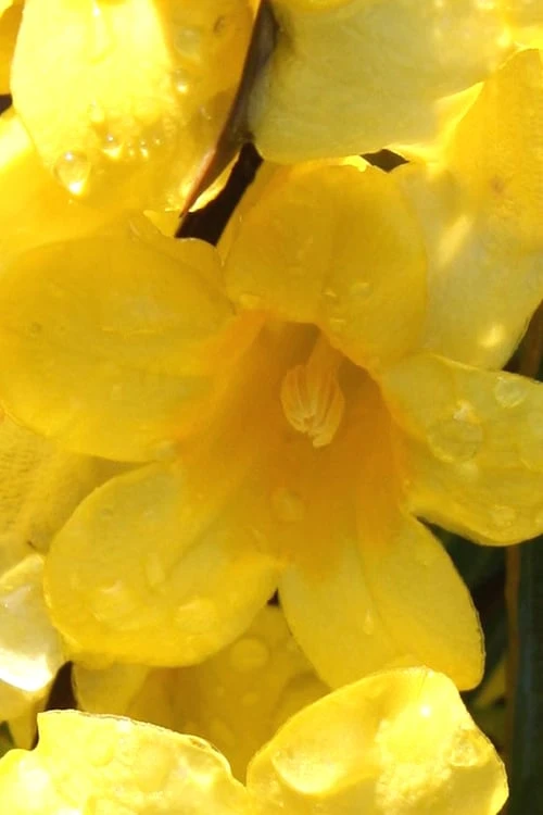 Margarita Cold Hardy Carolina Jasmine Vine (Gelsemium) - 1 Gallon Pot - Image 4