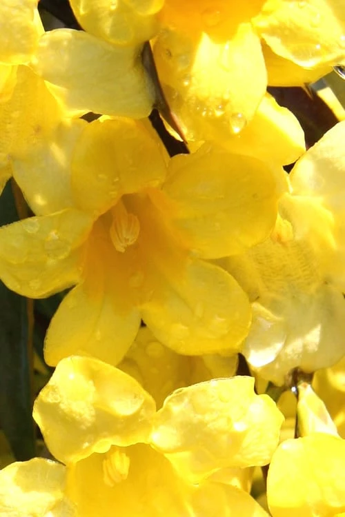 Margarita Cold Hardy Carolina Jasmine Vine (Gelsemium) - 1 Gallon Pot - Image 7