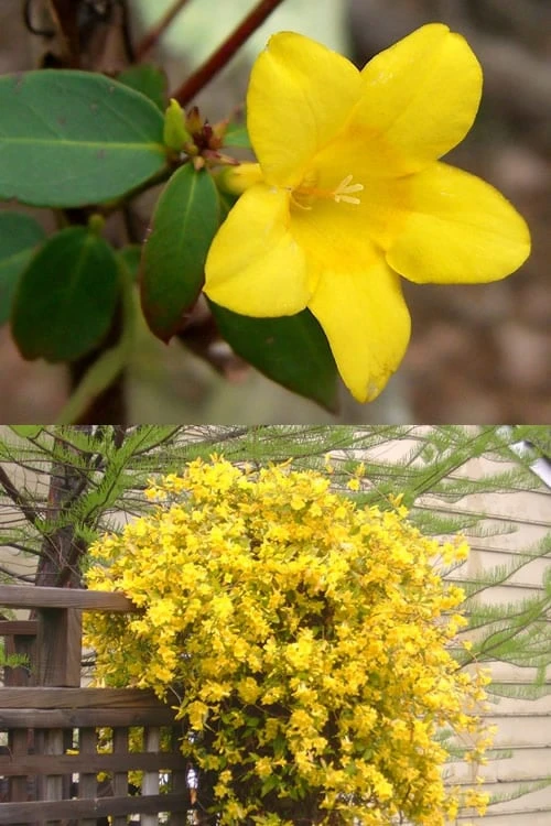 Swamp Carolina Jasmine (Jessamine) - Gelsemium Rankinii - 2 Gallon Pot - Image 4