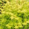 Summer Gold Japanese Maple - 1 Gallon Pot
